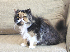 Dulcimer Painted Lady